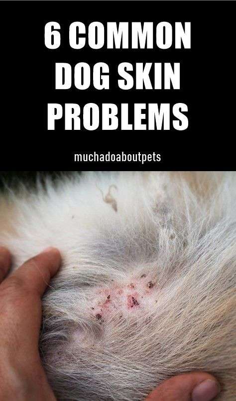 6 Common Dog Skin Problems You Should Know About in 2020