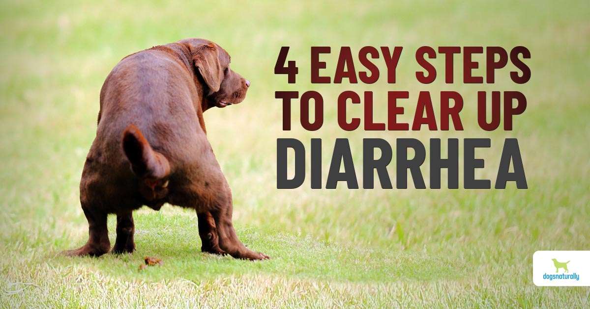 Dog Diarrhea: Causes And Home Remedies