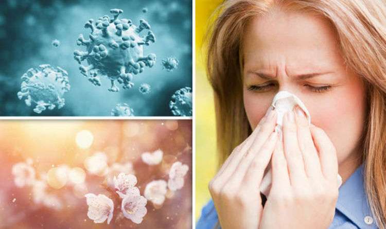 Hay fever: One in six believe the common allergy is spread like a COLD ...